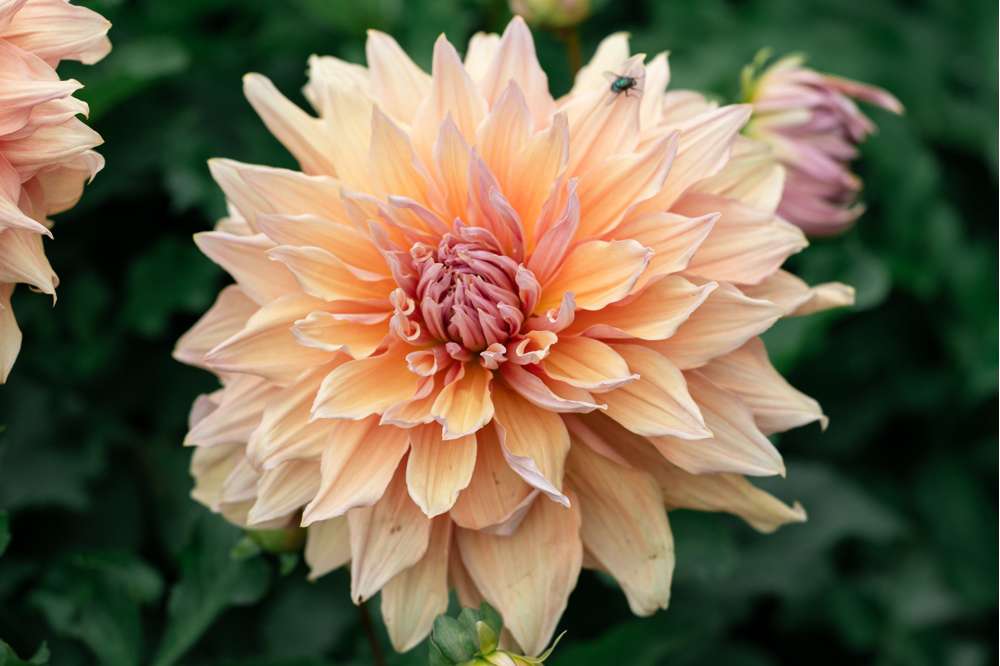 Dahlia 'Mango Madness'